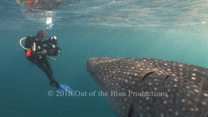 Pat Stayer with whale shark